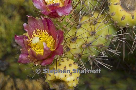 cylindropuntia prolifera 2 graphic